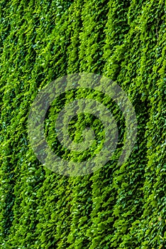 Verticle greenery climbing a building