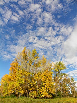 Verticle image of fall foliage in yellow and gold against blue sky backgr