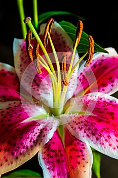 Verticle Pink and Purple Tiger Lilly close up focused on Pollen