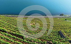 vertiginous terraced vineyards landscape in Vaud, Switzerland, near Puidoux village