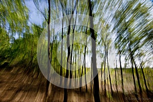 Vertigo zoom effect in forest