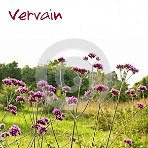 Vervain