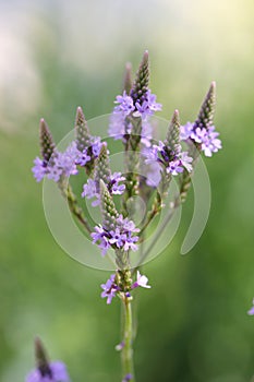 Vervain Flower