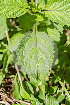 Vervain Herb Leaf