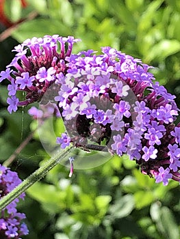 Vervain - Verbena