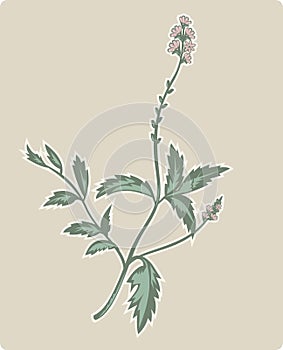 Vervain or verbena flowering plant