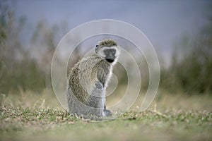 Vervet or Green monkey, Chlorocebus pygerythrus photo