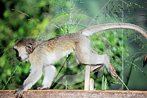 Vervet monkey photo