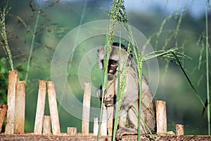 Vervet monkey photo