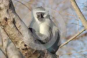 Vervet monkey photo