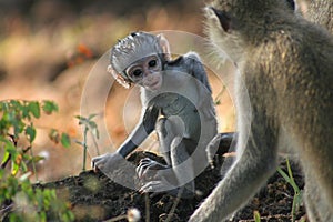 Vervet monkey photo