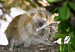 Vervet Monkey