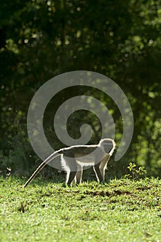 Vervet monkey