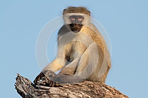 Vervet monkey photo