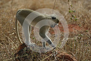 Vervet Monkey photo