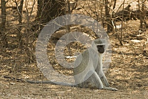 Vervet monkey photo