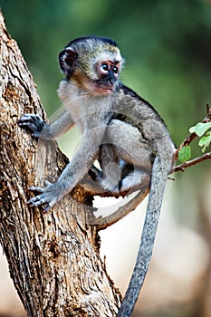 Vervet monkey