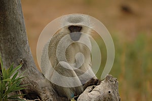 Vervet Monkey photo