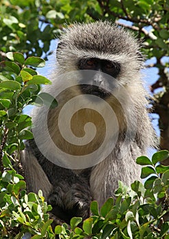 Vervet monkey in Addo photo