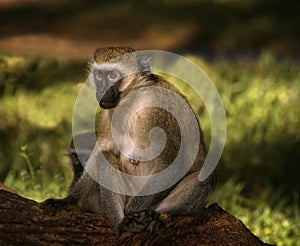 Vervet Monkey, Africa