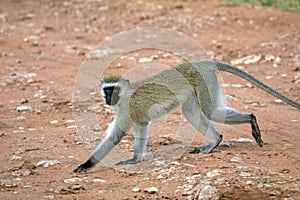 Vervet Monkey - Africa photo