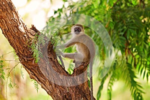 Vervet monkey, Amboseli