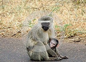 Vervet Monkey and baby photo