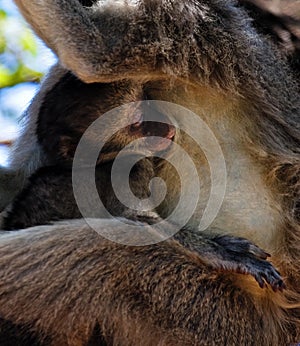 Vervet monkey baby