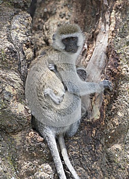 Vervet monkey with baby.