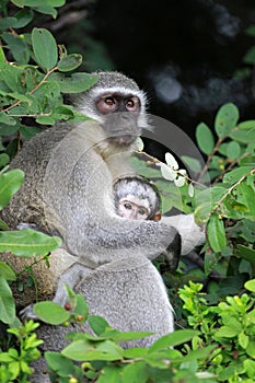 Vervet monkey baby