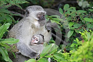 Vervet monkey baby