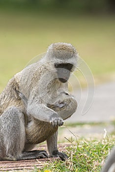 Vervet Monkey with baby  eating food from forest floor near lake Naivasha, Kenya