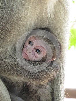 Vervet Monkey Baby Face