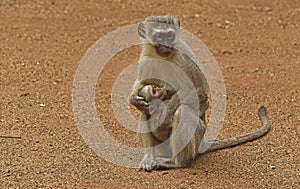 Vervet monkey baby sucking at his mothers breast