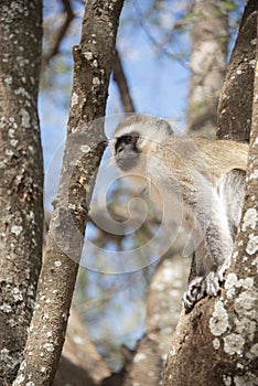 Vervet monkey with black face sitting in tree is curious in Tanzania, Africa