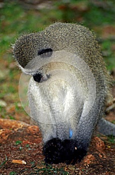 Vervet monkey, Blyde River Nature Reserve, South African Republi