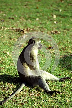 Vervet monkey, Blyde River Nature Reserve, South African Republi