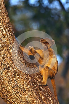 Vervet Monkey - Botswana photo