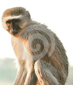 Vervet Monkey in Botswana Africa along the Boteti River