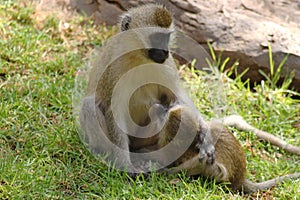 Vervet Monkey Breastfeeding Her Child - Safary Kenya