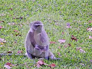 Vervet Monkey breastfeeding photo