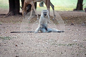 Vervet monkey at a campground