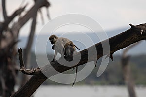 Vervet monkey carrying baby on a tree branch at Crescent Island,  Lake Naivasha, Kenya