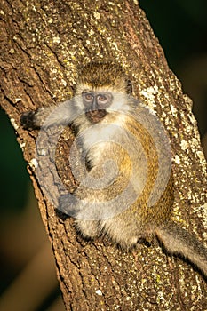 Vervet monkey with catchlight clings to tree photo