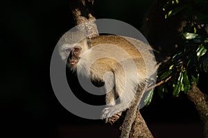 Vervet monkey with catchlight sits on branch photo