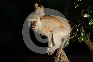 Vervet monkey with catchlight sits in tree photo