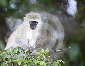 Vervet Monkey, Cercopithecidae , sitting on shrub, photo