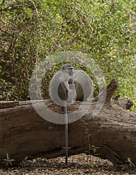 Vervet Monkey, Cercopithecidae, sitting on tree trunk with friends, scratching his body, Kruger National Park, South Africa