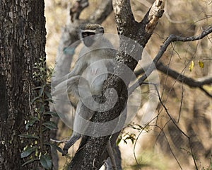 Vervet monkey, Cercopithecidae photo
