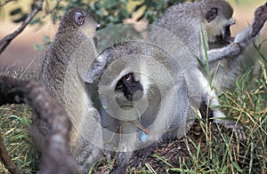 VERVET MONKEY cercopithecus aethiops, GROUP GROOMING, KENYA